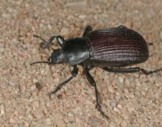 Ground Beetle
